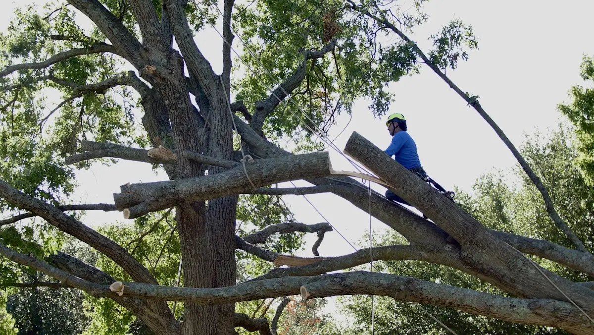 Professional Hazardous Tree Removal performed by certified arborists in Energy