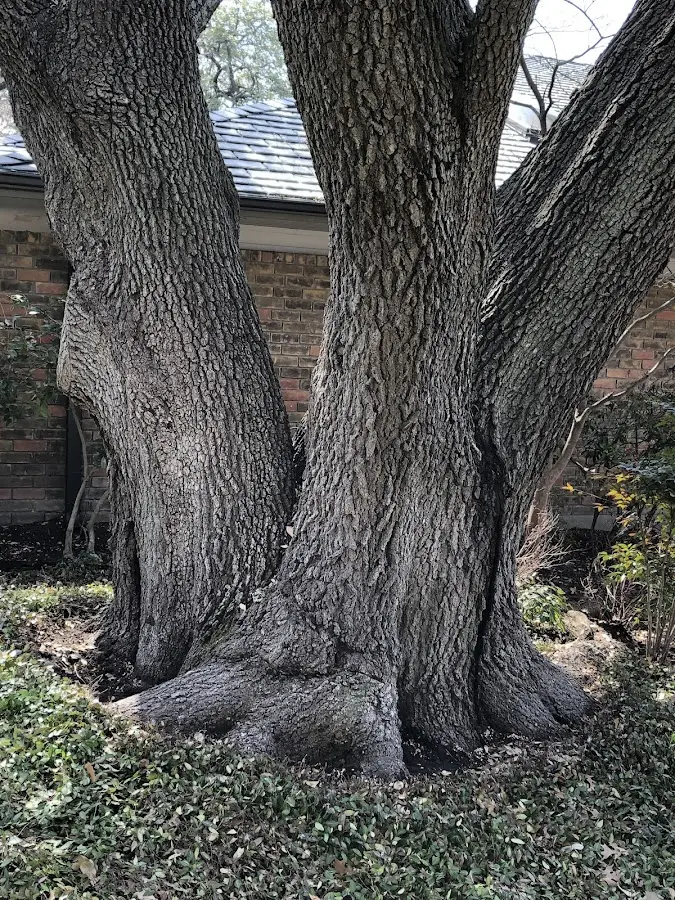 Mature heritage tree close to a Energy property cared for by certified arborists